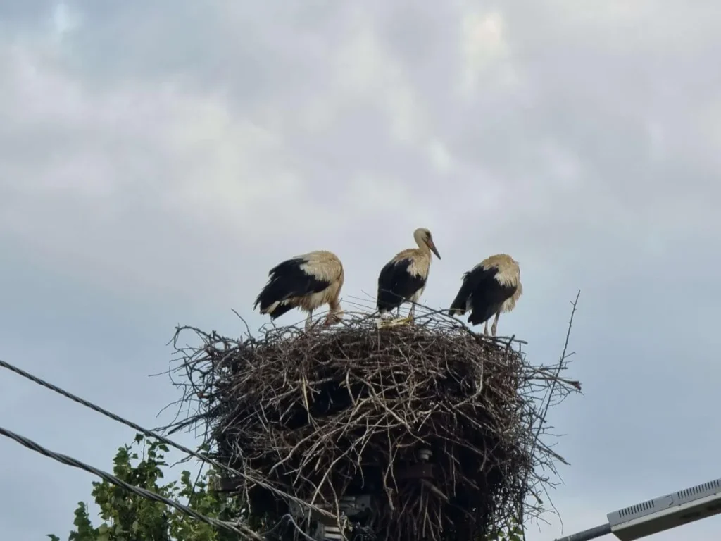 poza galerie tenis club primaverii joita 8